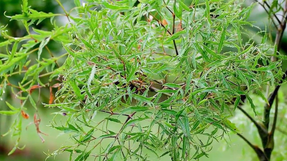 Loại cây phổ biến trong gia đình Việt