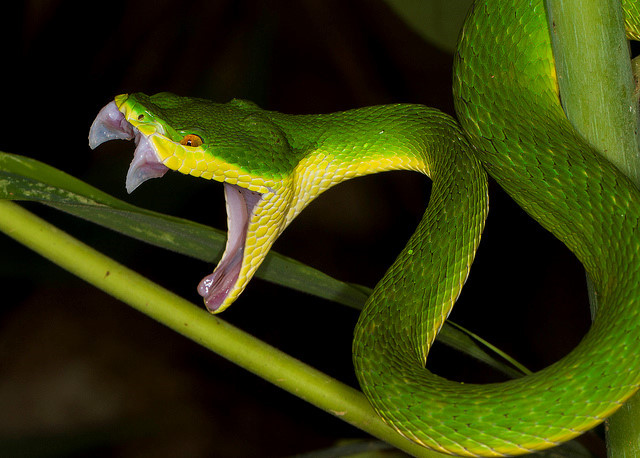 Các loài rắn độc ở Việt Nam 