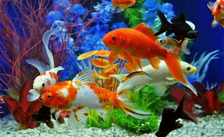 Top các loại cá cảnh dễ nuôi ở nước ta|| Động vật quý hiếm