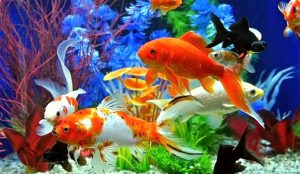 Giá các loại cá cảnh phổ biến tại Việt Nam ra sao?