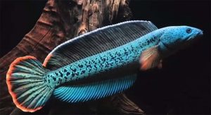 Cá Đĩa được mệnh danh là “Nữ hoàng” của bể cá cảnh