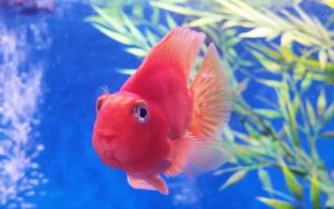 Cá Hồng Két – Loài cá được xem là tượng trưng của thịnh vượng