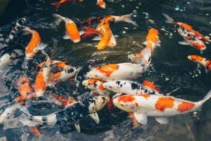 Cá Koi Nhật Bản thuộc loài cá cảnh đắt nhất thế giới hiện nay