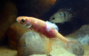 Cá cảnh bị nấm trắng xử lý thế nào?