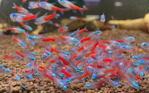 Cá neon được nhiều người nuôi cá chọn vì có giá thành khá rẻ