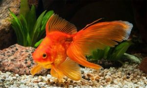 Cá vàng - các loại cá cảnh dễ nuôi trong nhà hiện nay