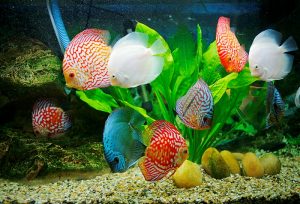 Các loại cá cảnh phong thủy mang lại may mắn
