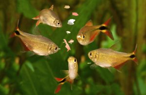 Các loại thức ăn tốt nhất cho cá cảnh nhỏ