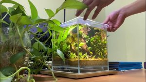Cách chăm sóc bể cá mini đơn giản