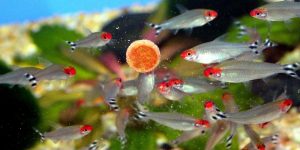 Cách cho cá cảnh nhỏ ăn đúng cách