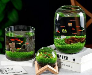 Cách nuôi cá cảnh cho người mới bắt đầu thu hút tài lộc