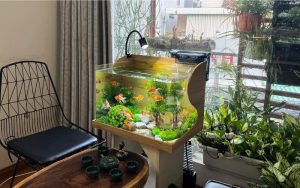 Cách trang trí bể cá cảnh trong phòng khách hài hòa và đẹp mắt