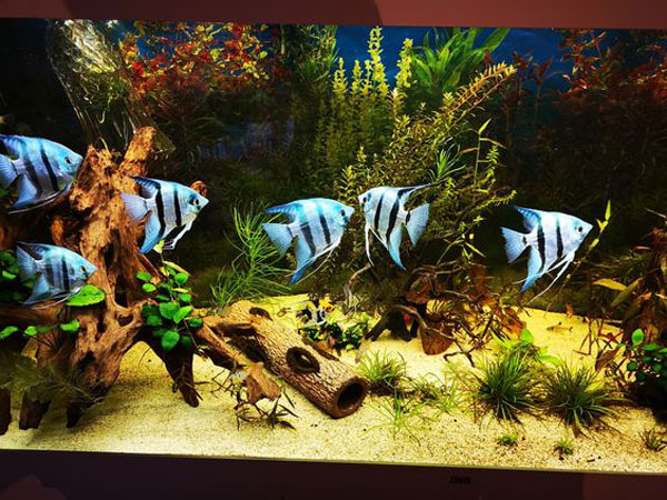 Cách xác định số lượng cá phong thủy tốt nhất nên nuôi