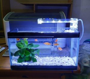 Dùng đèn UV diệt khuẩn và chống rêu tảo