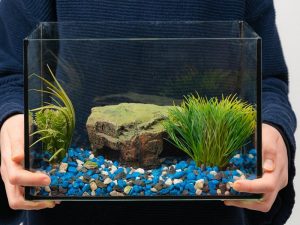 Khi không có máy sục khí, chất lượng nước chính là yếu tố sống còn vì vậy cần vệ sinh bể đúng cách