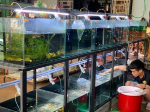 Mẹo mua cá cảnh giá rẻ mà vẫn đảm bảo chất lượng