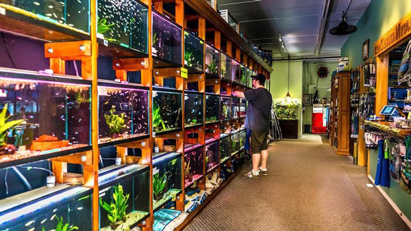 Mua cá cảnh ở đâu uy tín và rẻ?
