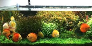 Nuôi cá cảnh theo mệnh Kim, Mộc, Thủy, Hỏa, Thổ như thế nào để thu hút tài lộc