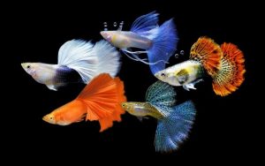 Top cá cảnh được ưa chuộng nhất  hiện nay