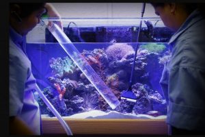 Cách thay nước bể cá cảnh đúng cách